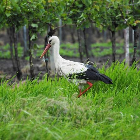 Pension & Weingut Storchenblick 伊尔米茨 外观 照片