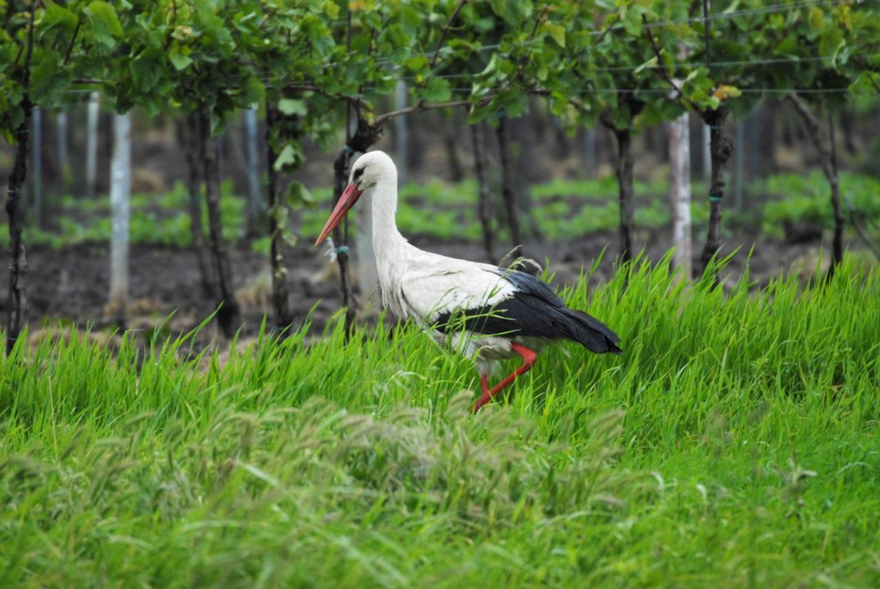 Pension & Weingut Storchenblick 伊尔米茨 外观 照片