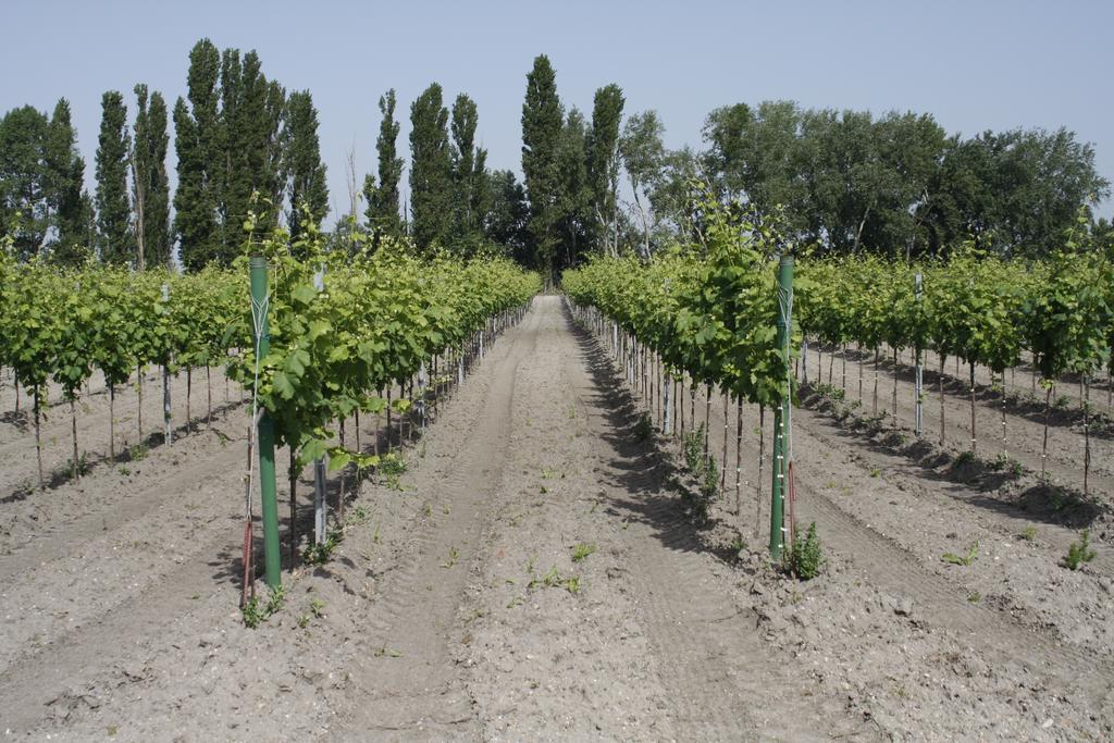 Pension & Weingut Storchenblick 伊尔米茨 外观 照片
